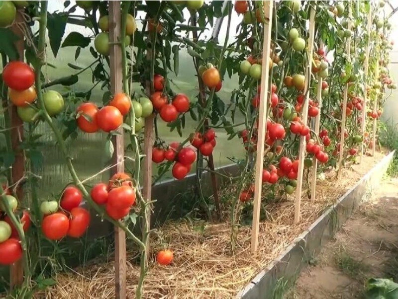 Томаты в открытом грунте