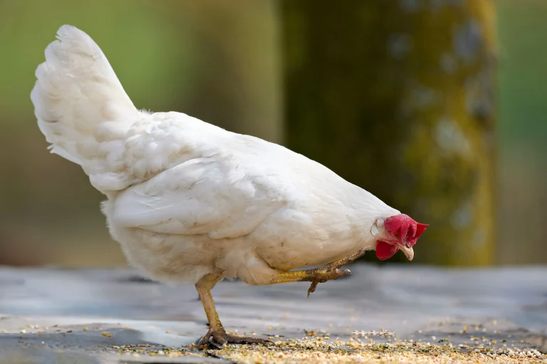 Корма для птицы. Ervin Bosman/pexels.com