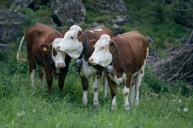 Фото: eberhard grossgasteiger / Pexels. Лицензия: Pexels. Изменения: конвертировано в WebP, изменён размер.